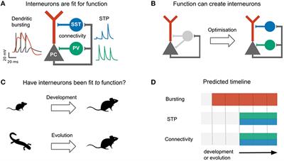 Cortical interneurons: fit for function and fit to function? Evidence from development and evolution